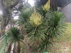 Dracaena cochinchinensis