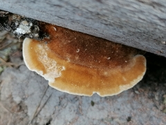 Coriolopsis gallica