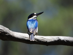 Todiramphus macleayii