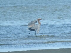 Egretta rufescens