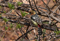 Trachyphonus vaillantii vaillantii
