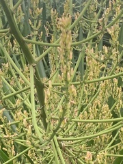 Dracaena cochinchinensis