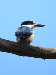 Todiramphus macleayii