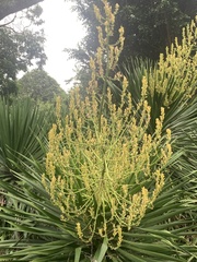 Dracaena cochinchinensis