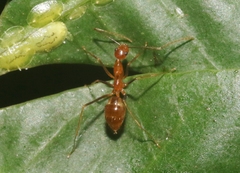 Anoplolepis gracilipes