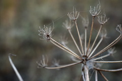 Seseli pallasii