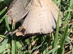 Coprinopsis variegata