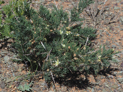 Asparagus glaucus