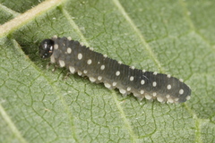 Athalia scutellariae