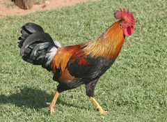 Gallus gallus