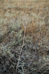Seseli pallasii