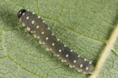 Athalia scutellariae