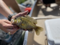 Lepomis gulosus