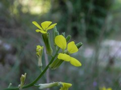 Erysimum pseudorhaeticum