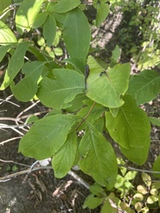 Lonicera dioica