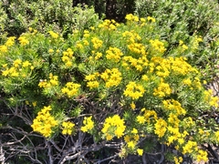 Euryops linifolius