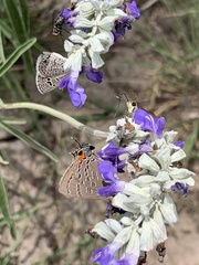 Satyrium calanus