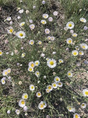 Erigeron coulteri