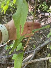 Lonicera dioica