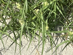 Cenchrus tribuloides