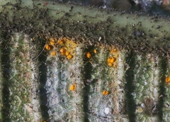 Coleosporium plumeriae