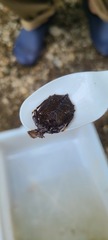 Gomphidae