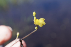 Utricularia geminiscapa
