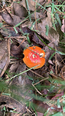 Amanita parcivolvata