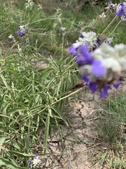 Satyrium calanus