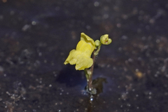 Utricularia geminiscapa