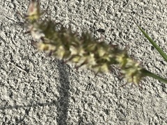Cenchrus tribuloides