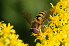Syrphus