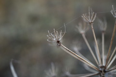 Seseli pallasii