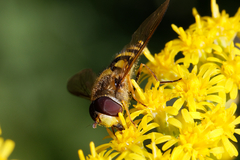 Syrphus