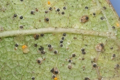 Hemiberlesia lataniae