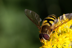 Syrphus