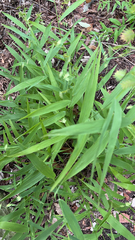 Chasmanthium latifolium