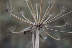 Seseli pallasii