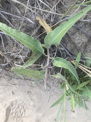 Asclepias viridiflora