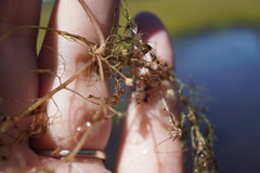 Utricularia geminiscapa