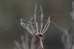 Seseli pallasii