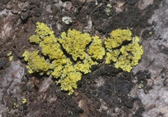 Candelariaceae