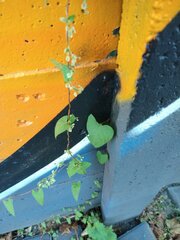 Fallopia