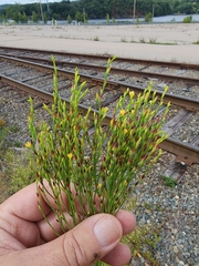 Hypericum gentianoides