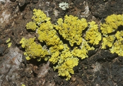 Candelariaceae