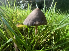Panaeolus papilionaceus