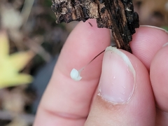 Tetrapyrgos nigripes