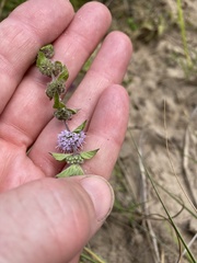 Mentha canadensis