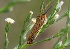 Spiris striata