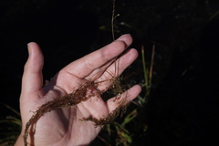 Utricularia geminiscapa